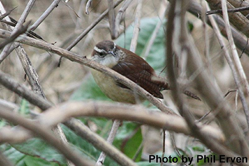 Bewick's Wren.JPG
